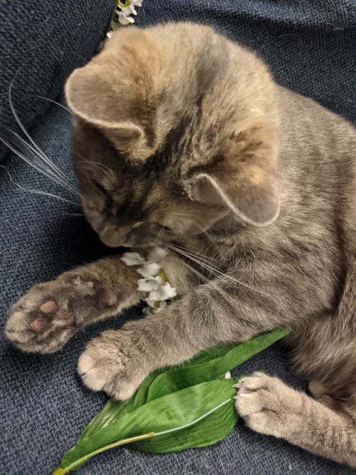 A cat chewing on some fake lily of the valley